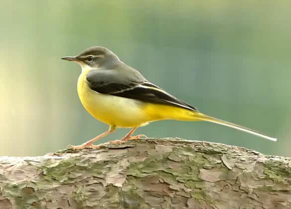 動物図鑑・キセキレイ
